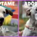 Perritos del Centro de Resguardo de Santa Tecla buscan un hogar este 31 de octubre