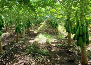 Gobierno fortalece la producción agrícola con semillas mejoradas y más cultivos de hortalizas