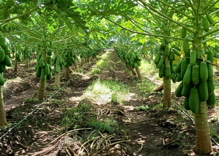 Gobierno fortalece la producción agrícola con semillas mejoradas y más cultivos de hortalizas
