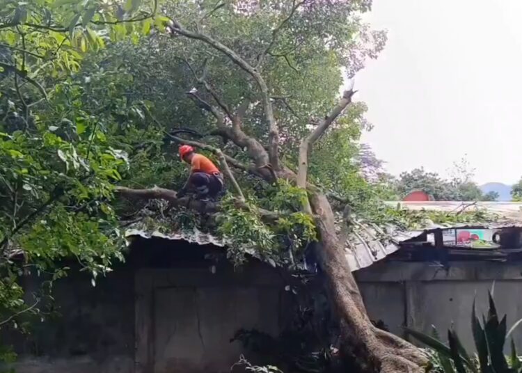 Protección Civil interviene en Mejicanos tras la caída de un árbol sobre vivienda