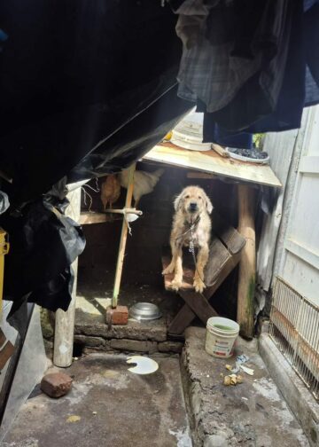 Autoridades municipales rescatan a un perro maltratado en la comunidad El Progreso, La Libertad Sur