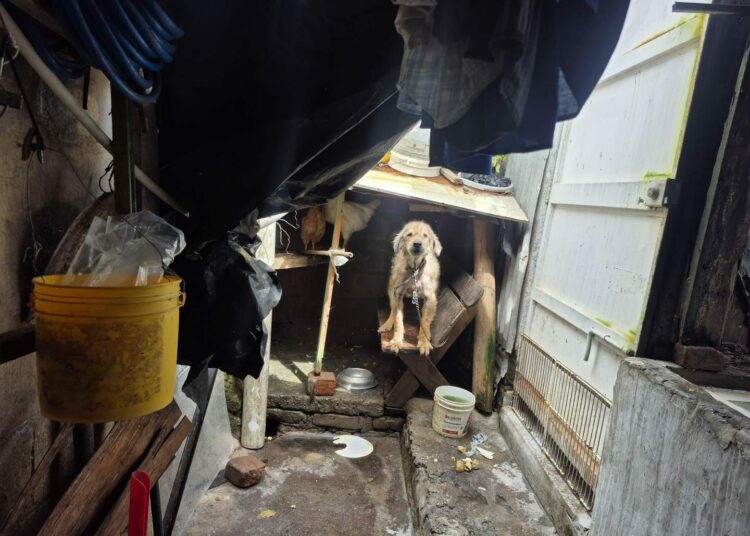 Autoridades municipales rescatan a un perro maltratado en la comunidad El Progreso, La Libertad Sur