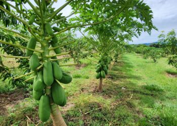 Salvadoreño en el exterior impulsa desarrollo agrícola en Usulután con cultivos de aguacate, mango y papaya