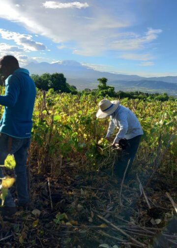 Siembra adelantada permite abastecer el mercado con frijol fresco y a mejor precio