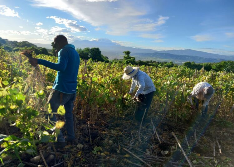 Siembra adelantada permite abastecer el mercado con frijol fresco y a mejor precio