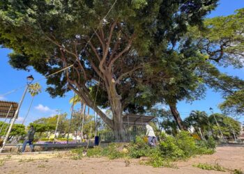 Fumigación y poda preventiva refuerzan acciones de protección en San Salvador Centro