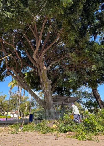 Fumigación y poda preventiva refuerzan acciones de protección en San Salvador Centro