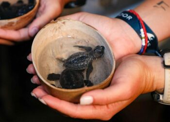 Atletas internacionales participan en liberación de tortugas golfina en El Espino, Usulután