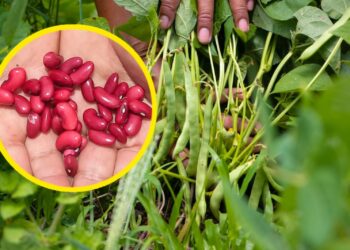 Gobierno impulsa programa para aumentar producción nacional de maíz y frijol