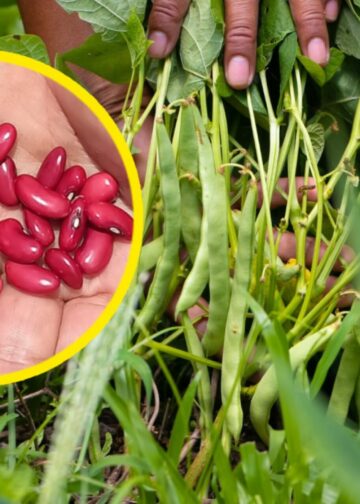 Gobierno impulsa programa para aumentar producción nacional de maíz y frijol