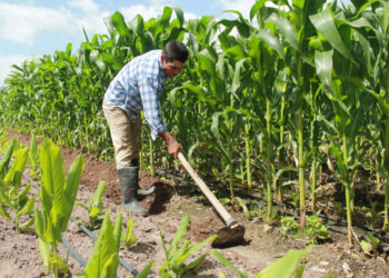 Gobierno impulsa renovación agrícola con tecnología avanzada y siembra masiva de maíz
