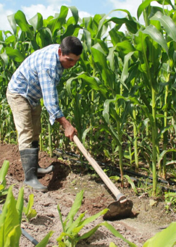 Gobierno impulsa renovación agrícola con tecnología avanzada y siembra masiva de maíz