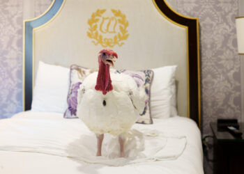 La Casa Blanca completa el tradicional indulto presidencial al pavo