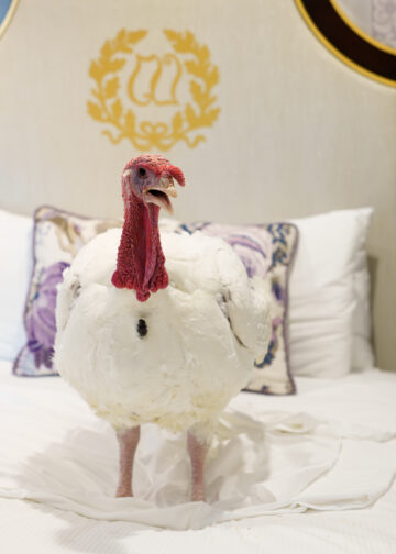 La Casa Blanca completa el tradicional indulto presidencial al pavo