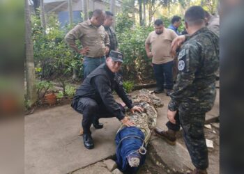 Capturado cocodrilo de casi 4 metros en La Libertad