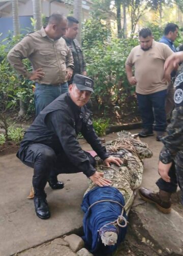Capturado cocodrilo de casi 4 metros en La Libertad
