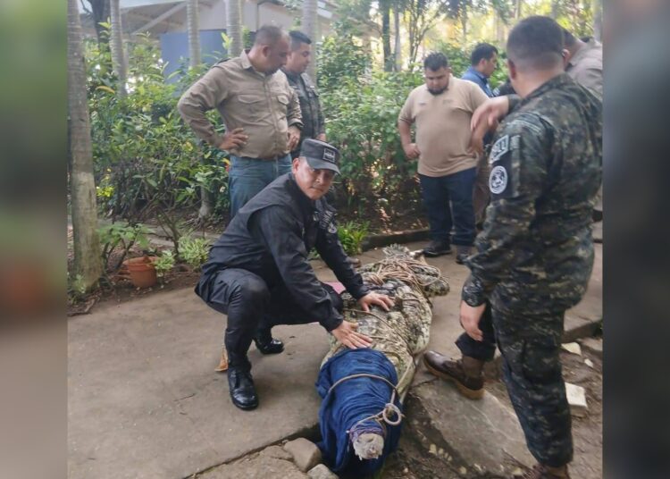 Capturado cocodrilo de casi 4 metros en La Libertad