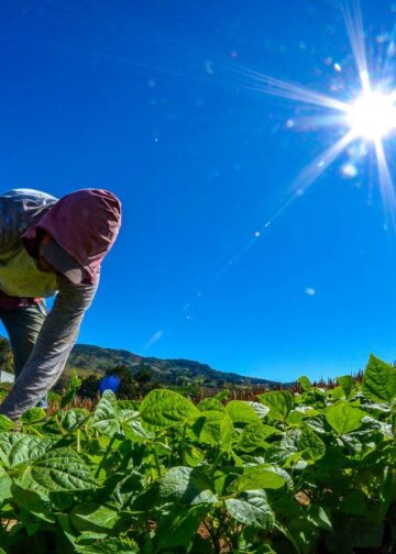 El Salvador fortalece sector agrícola y mantiene estable la canasta básica