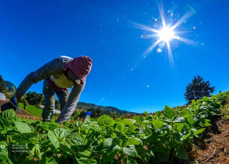 El Salvador fortalece sector agrícola y mantiene estable la canasta básica