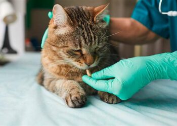 Panleucopenia felina en aumento – Chivo Pets atiende hasta 60 gatos críticos al día