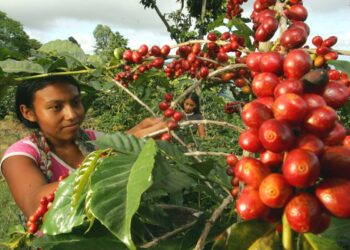 Café se integra al Programa de Aumento a la Producción para fortalecer el sector cafetalero