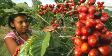 Café se integra al Programa de Aumento a la Producción para fortalecer el sector cafetalero