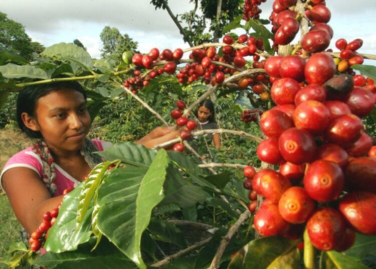 Café se integra al Programa de Aumento a la Producción para fortalecer el sector cafetalero