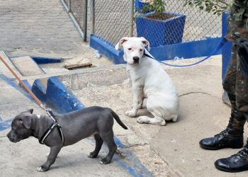 Allanamiento en Centro Preventivo de Guatemala revela objetos prohibidos, drogas y animales