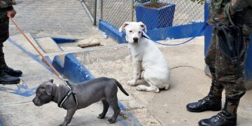 Allanamiento en Centro Preventivo de Guatemala revela objetos prohibidos, drogas y animales