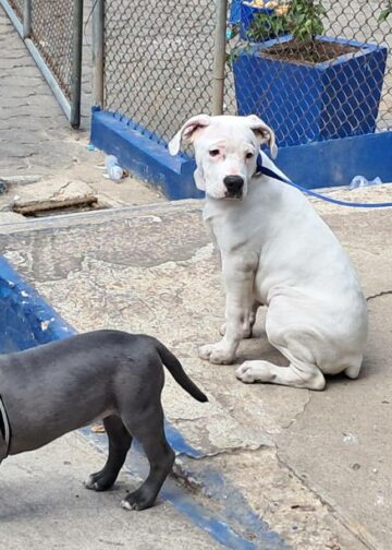 Allanamiento en Centro Preventivo de Guatemala revela objetos prohibidos, drogas y animales