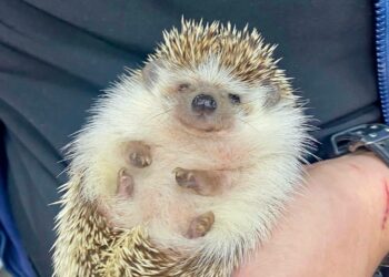 Servicio veterinario integral para todas las especies, Chivo Pets al alcance de todos