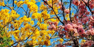 Entre belleza y tradición: cortes blanco resalta con la belleza del maquilishuat