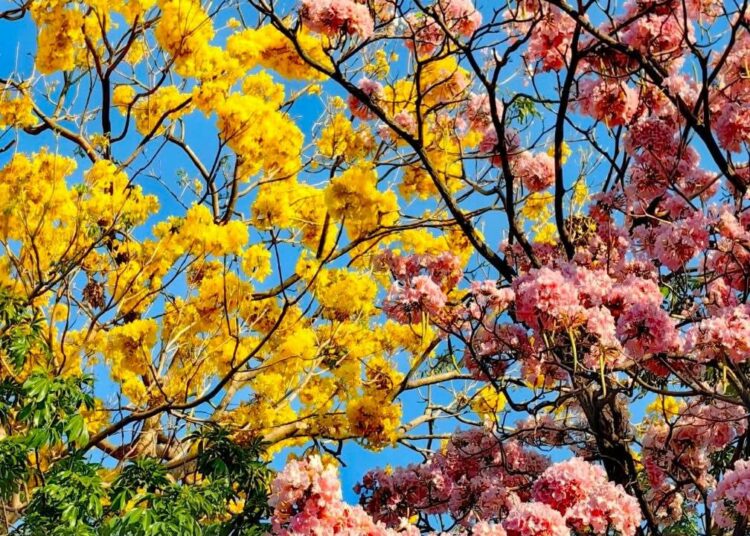 Entre belleza y tradición: cortes blanco resalta con la belleza del maquilishuat