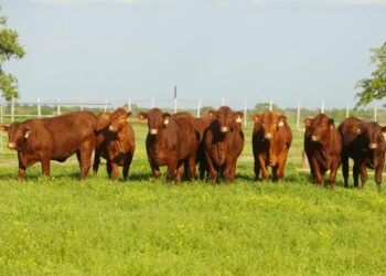 El Salvador se prepara para introducir nueva genética bovina como parte de la modernización ganadera