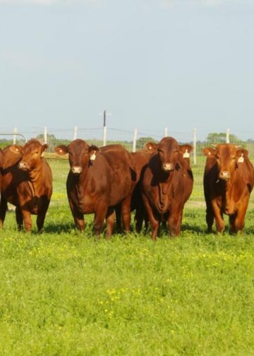 El Salvador se prepara para introducir nueva genética bovina como parte de la modernización ganadera