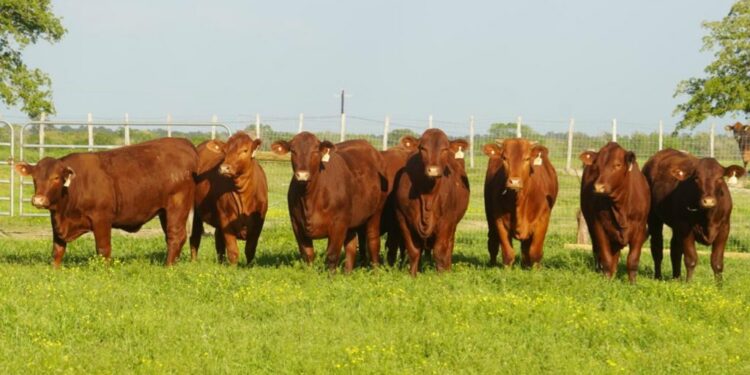 El Salvador se prepara para introducir nueva genética bovina como parte de la modernización ganadera