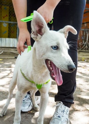 Zeus, el cachorro rescatado por maltrato, comienza una nueva vida en un hogar seguro y lleno de amor