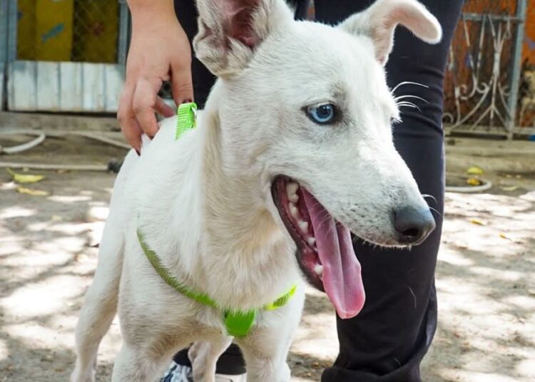 Zeus, el cachorro rescatado por maltrato, comienza una nueva vida en un hogar seguro y lleno de amor