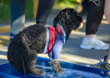 Esterilización comunitaria busca proteger animales y fortalecer el bienestar social