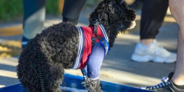 Esterilización comunitaria busca proteger animales y fortalecer el bienestar social