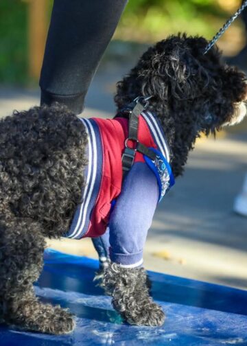 Esterilización comunitaria busca proteger animales y fortalecer el bienestar social