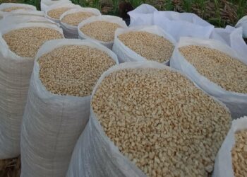 Gobierno abre puntos de venta de maíz a precio justo
