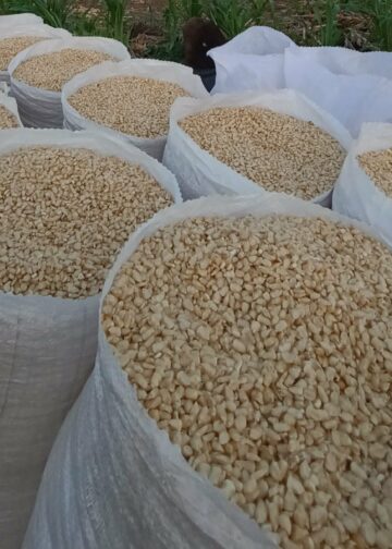 Gobierno abre puntos de venta de maíz a precio justo