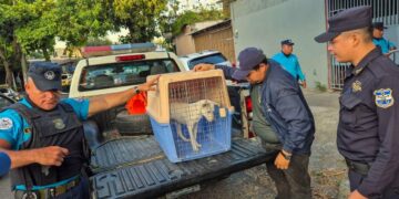 Rescatan a cachorro víctima de maltrato y llaman a denunciar casos de violencia animal