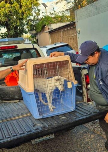 Rescatan a cachorro víctima de maltrato y llaman a denunciar casos de violencia animal