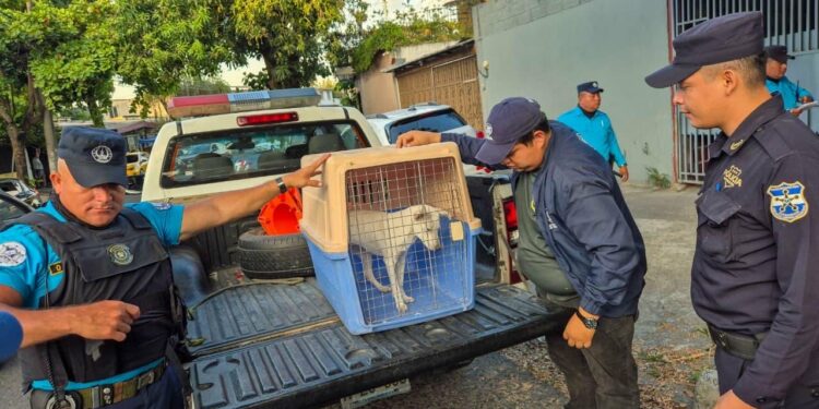 Rescatan a cachorro víctima de maltrato y llaman a denunciar casos de violencia animal