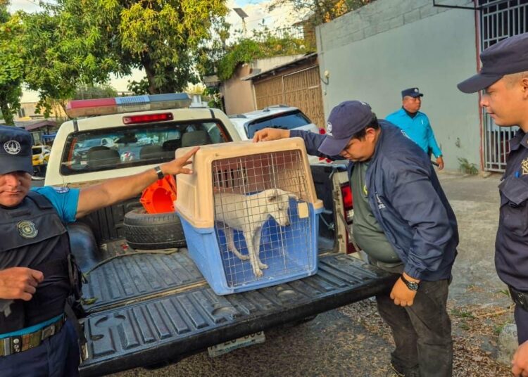 Rescatan a cachorro víctima de maltrato y llaman a denunciar casos de violencia animal