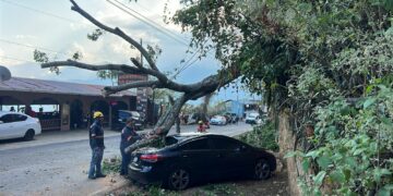 Caída de árbol en los miradores del Lago de Coatepeque provoca daños a un vehículo