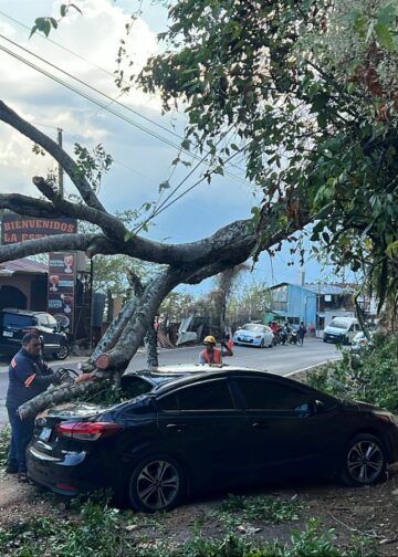 Caída de árbol en los miradores del Lago de Coatepeque provoca daños a un vehículo