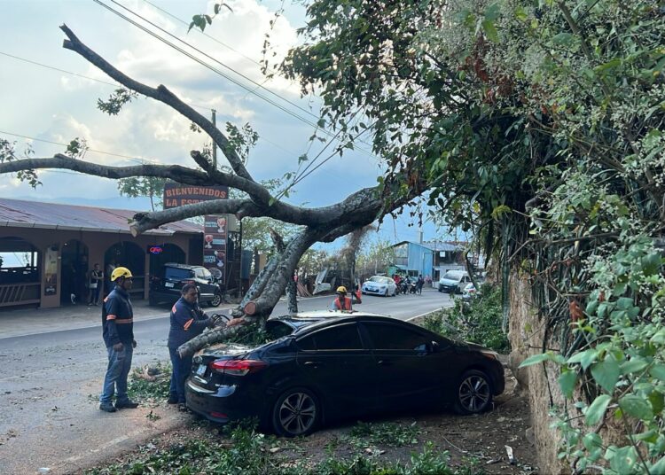 Caída de árbol en los miradores del Lago de Coatepeque provoca daños a un vehículo